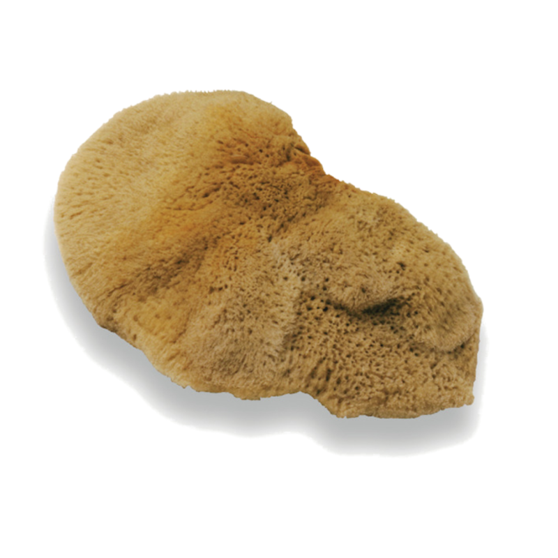 Gobica spužva 2318